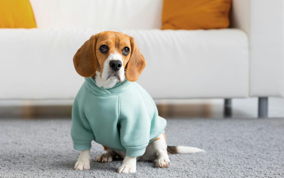 Fashion or Function: Understanding the Need for Dog Apparel