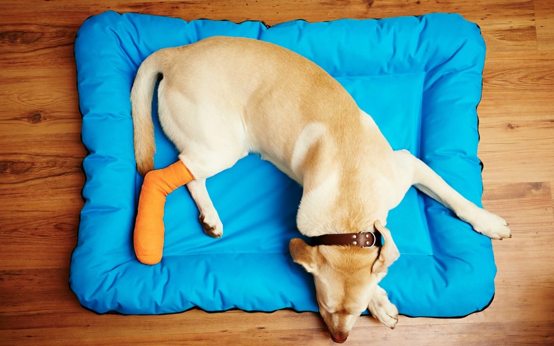 Lifesaving Basics: First Aid Tips Every Pet Owner Should Know